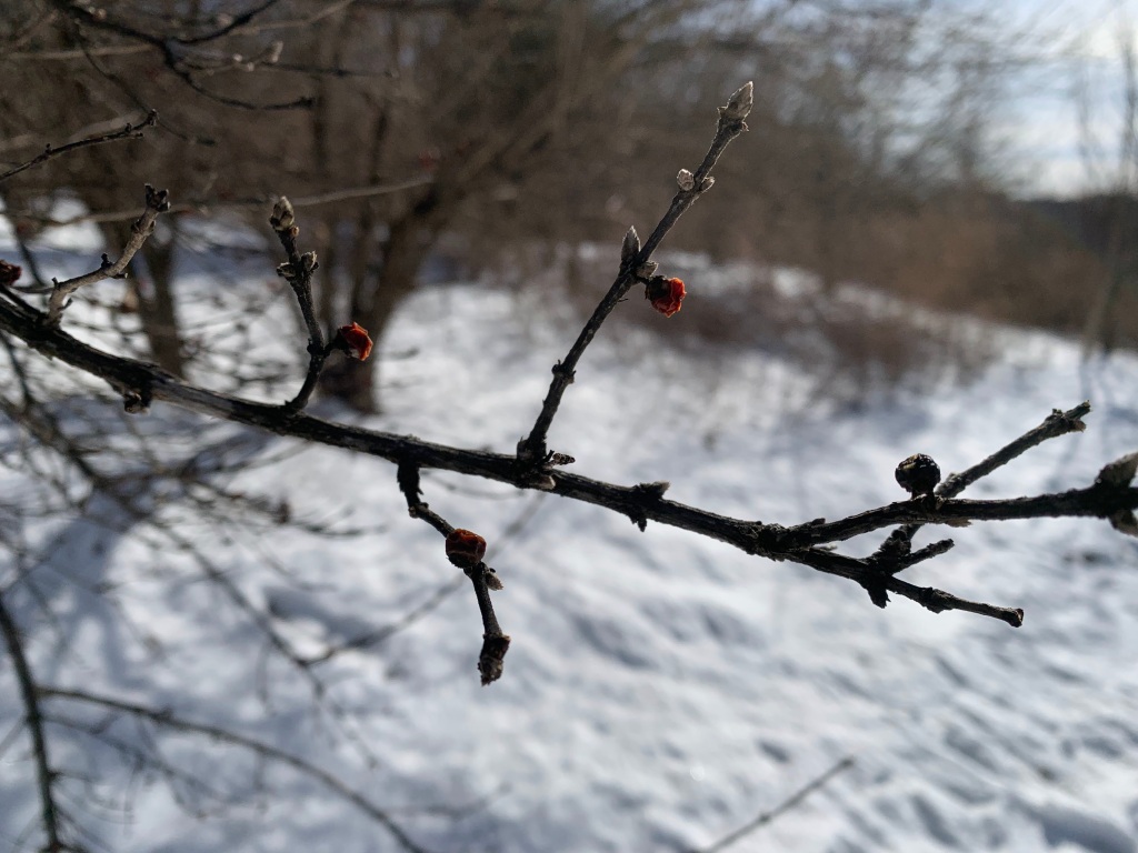 Snowy hillside with withered red berries